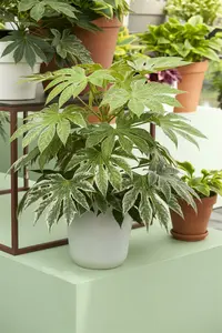 fatsia japonica - afbeelding 3