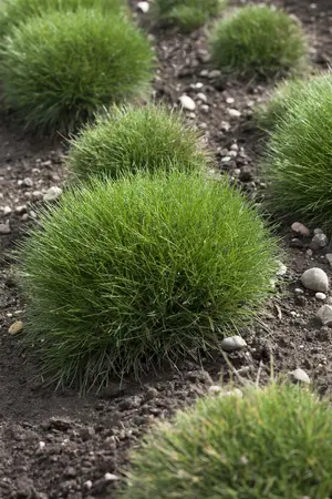 festuca gautieri - afbeelding 4