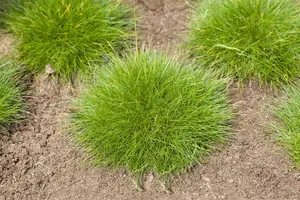 festuca gautieri