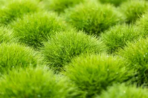 festuca gautieri - afbeelding 5