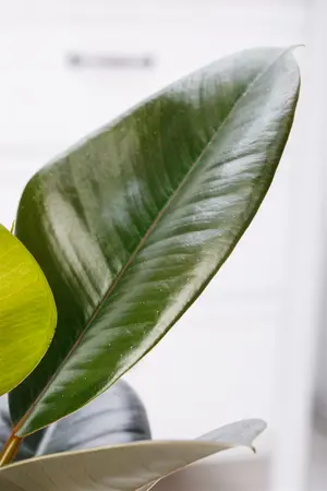 ficus elastica robusta - afbeelding 1