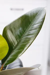 ficus elastica robusta