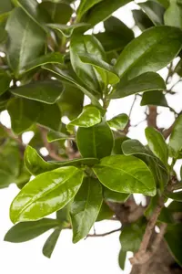 ficus gingseng