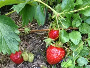 fragaria  capron
