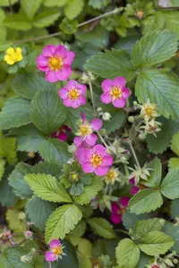 fragaria vesca - afbeelding 3