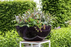 fragaria vesca - afbeelding 5