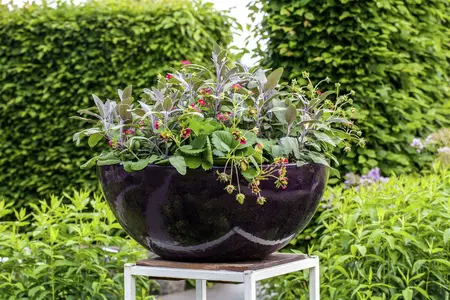 fragaria vesca - afbeelding 5