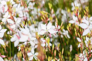 gaura lindh.  whirling butterflies  - afbeelding 2