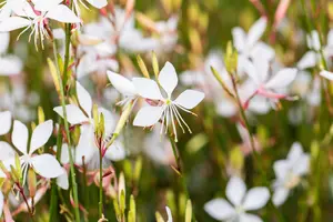 gaura lindh.  whirling butterflies  - afbeelding 3