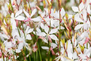 gaura lindh.  whirling butterflies  - afbeelding 4