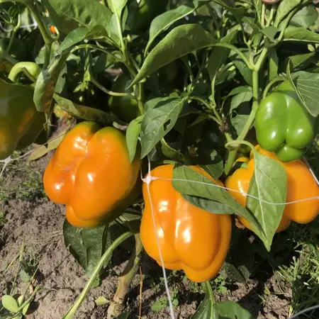 gele paprika