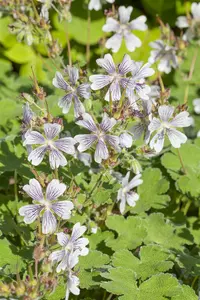 geranium renardii - afbeelding 4