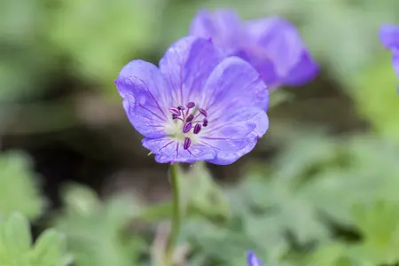 geranium  rozanne  - afbeelding 4