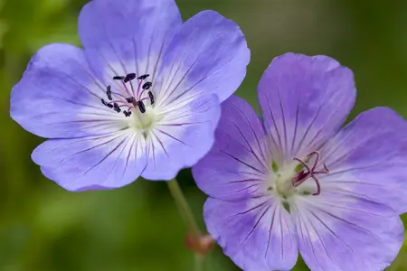 geranium  rozanne  - afbeelding 5