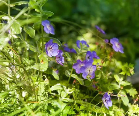 geranium  rozanne  - afbeelding 1