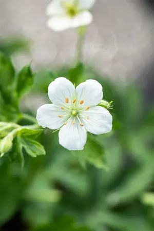 geranium sang.  album  - afbeelding 5