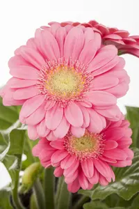 gerbera - afbeelding 4