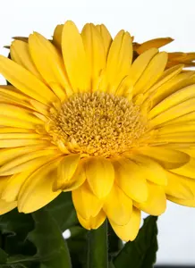 gerbera - afbeelding 2