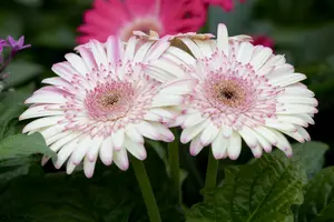 gerbera - afbeelding 3