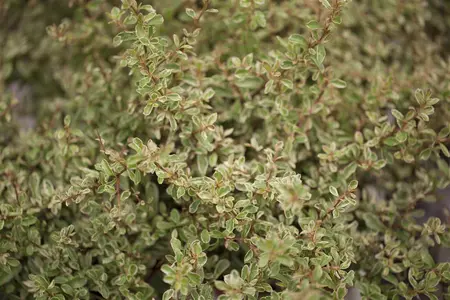 hybride - afbeelding 4