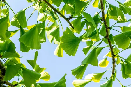 ginkgo bil.  pendula  stam 80 cm. c10 - afbeelding 2