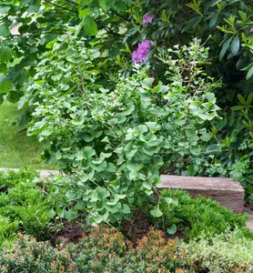 ginkgo biloba - afbeelding 3