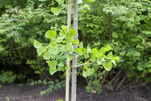 ginkgo biloba - afbeelding 2