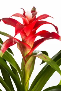 guzmania