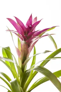 guzmania - afbeelding 4