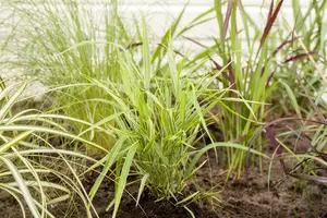 hakonechloa   aureola  - afbeelding 5
