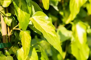 hedera colchica sulphur heart