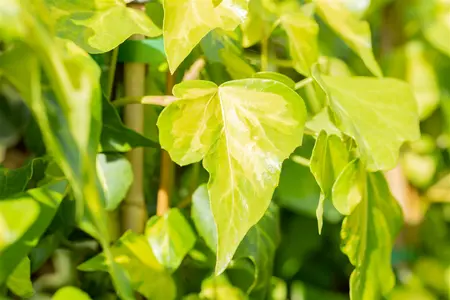 hedera colchica  sulphur heart  - afbeelding 4