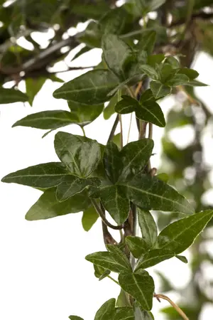 hedera helix - afbeelding 3