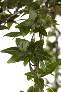 hedera helix - afbeelding 3