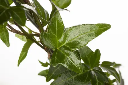 hedera helix - afbeelding 1