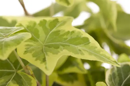 hedera helix - afbeelding 4
