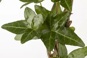 hedera helix  little white wonder  - afbeelding 2