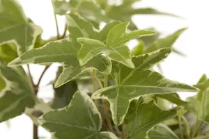 hedera helix  little white wonder  - afbeelding 5