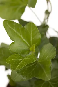 hedera helix wonder