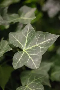 hedera hibernica