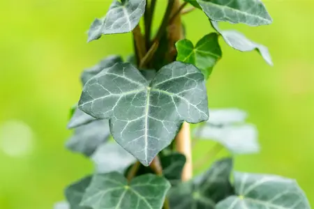 pot9cm - afbeelding 4