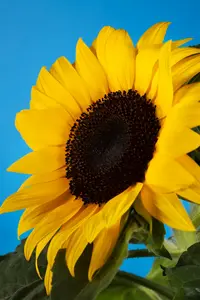 helianthus  lemon queen