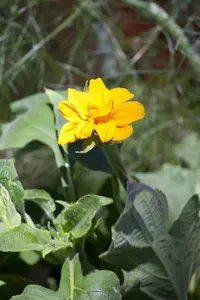 helianthus  lemon queen  - afbeelding 5