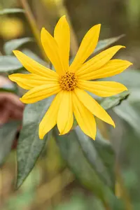 helianthus tuberosus - afbeelding 2
