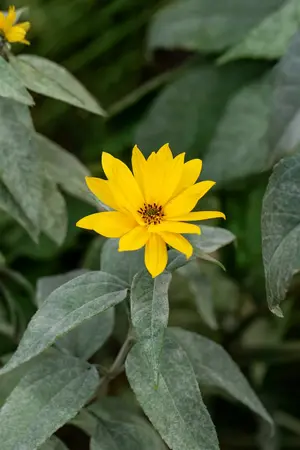 helianthus tuberosus - afbeelding 4