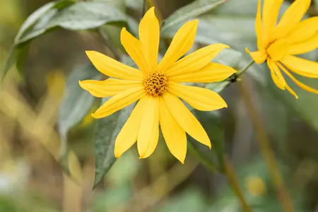 helianthus tuberosus - afbeelding 1