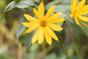 helianthus tuberosus - afbeelding 1