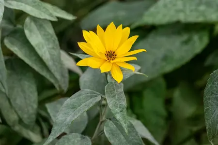 helianthus tuberosus - afbeelding 3