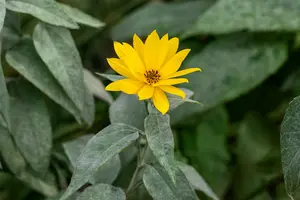 helianthus tuberosus - afbeelding 3