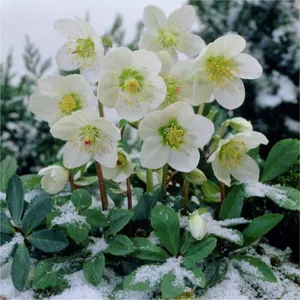 helleborus niger christmas carol
